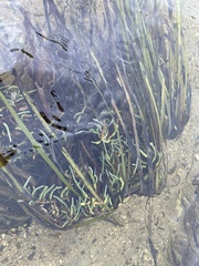 Salicornia pacifica