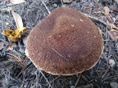 Suillus ampliporus