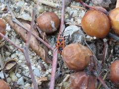 Pyrrhocoris apterus