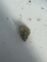 Eulithidium