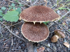 Suillus ampliporus