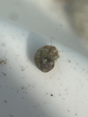 Eulithidium