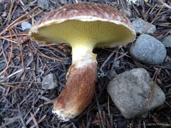 Suillus ampliporus