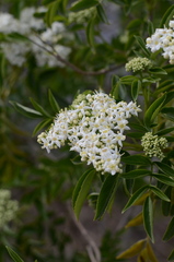 Sambucus australis