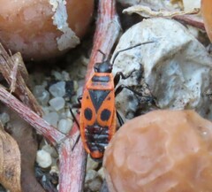 Pyrrhocoris apterus