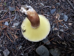 Suillus ampliporus