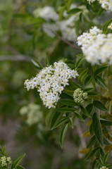 Sambucus australis