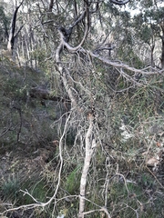 Hakea carinata