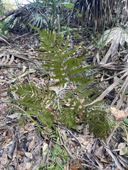 Pteridium aquilinum pseudocaudatum