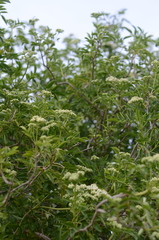 Sambucus australis