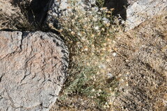 Brickellia atractyloides