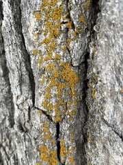 Xanthomendoza weberi