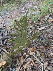 Pteridium aquilinum pseudocaudatum