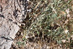 Brickellia atractyloides