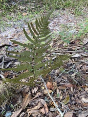 Pteridium aquilinum pseudocaudatum