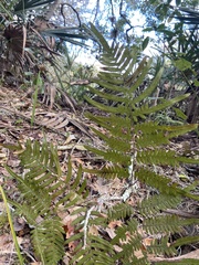 Pteridium aquilinum pseudocaudatum