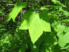 Ribes americanum