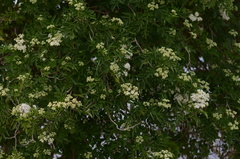 Sambucus australis