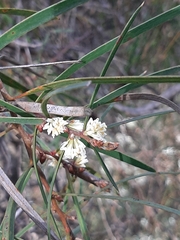 Hakea carinata
