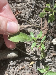 Proserpinaca palustris