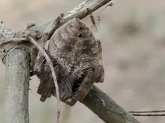 Eriophora edax