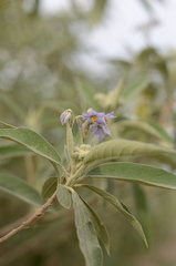 Solanum granulosoleprosum
