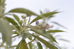 Solanum granulosoleprosum