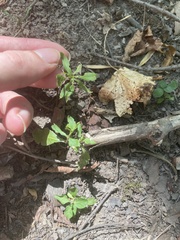 Proserpinaca palustris