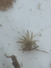 Bunodeopsis globulifera