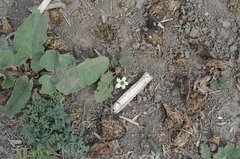 Jaborosa runcinata