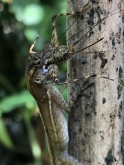 Anolis osa