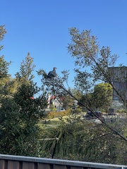 Lopholaimus antarcticus