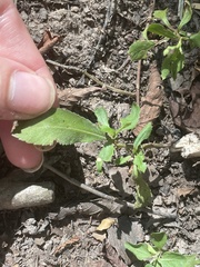 Proserpinaca palustris