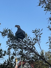 Lopholaimus antarcticus