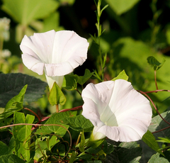 Calystegia sepium