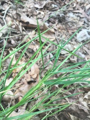 Dichanthelium neuranthum