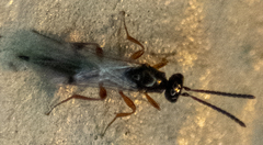 Proctotrupidae