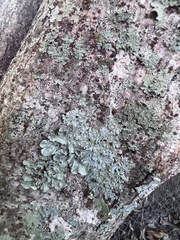 Myelochroa aurulenta