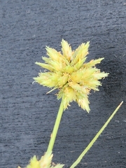 Cyperus acuminatus