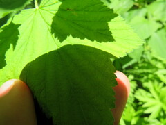 Ribes americanum