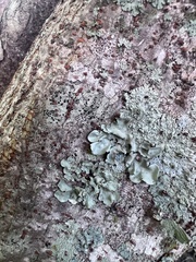 Myelochroa aurulenta