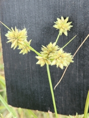 Cyperus acuminatus