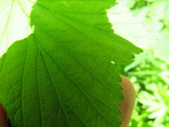 Ribes americanum
