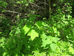 Ribes americanum