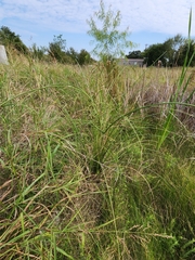 Cyperus acuminatus