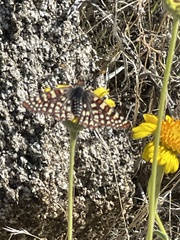 Euphydryas chalcedona hennei