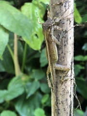 Anolis osa