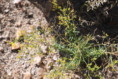 Gutierrezia microcephala
