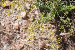 Gutierrezia microcephala
