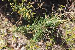 Gutierrezia microcephala